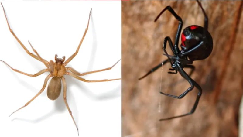 araña