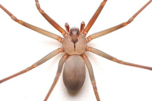 picadura de araña