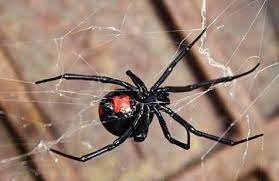 picadura de una araña